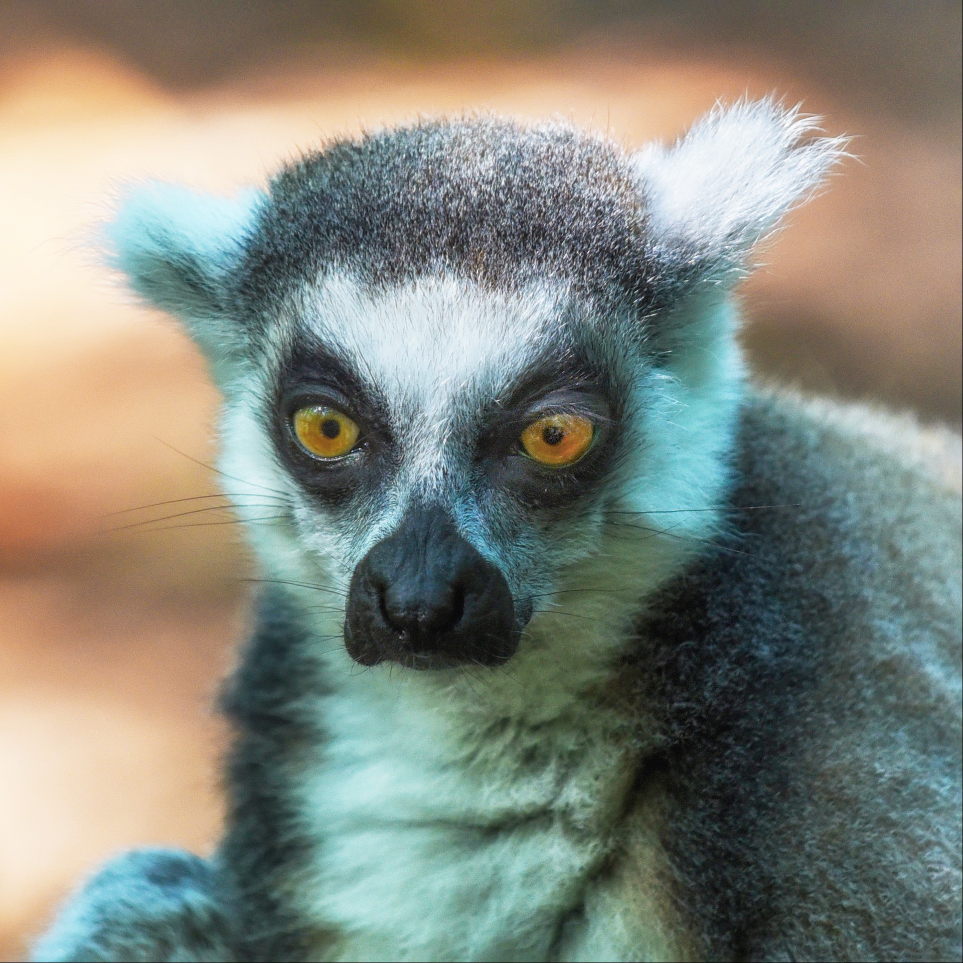 Ma peluche PRINT DSC 1256.2 1920